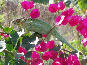 KimBoje_Reunion_1_endormi