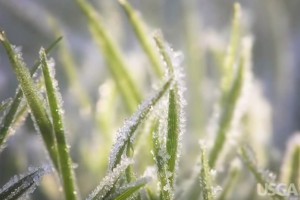 USGA_Frost